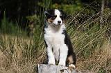 BERGER AUSTRALIEN PUPPIES 570